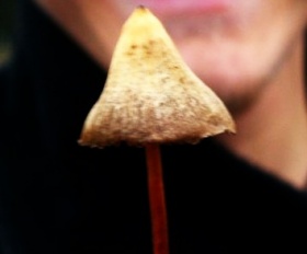 галлюциногенные грибы в Могилёве