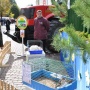 Звери из зоопарка на ярмарке Звери из зоопарка на ярмарке